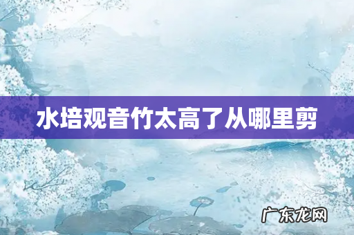 水培观音竹太高了从哪里剪