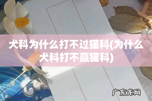 为什么犬科打不赢猫科 犬科为什么打不过猫科