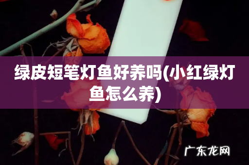 小红绿灯鱼怎么养 绿皮短笔灯鱼好养吗