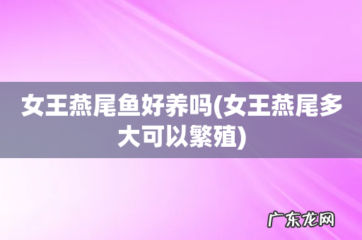 女王燕尾多大可以繁殖 女王燕尾鱼好养吗