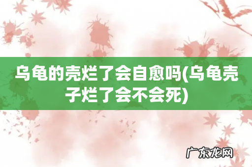 乌龟壳子烂了会不会死 乌龟的壳烂了会自愈吗