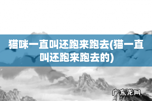 猫一直叫还跑来跑去的 猫咪一直叫还跑来跑去