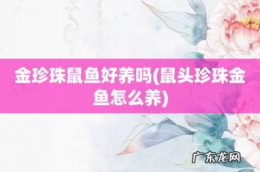 鼠头珍珠金鱼怎么养 金珍珠鼠鱼好养吗
