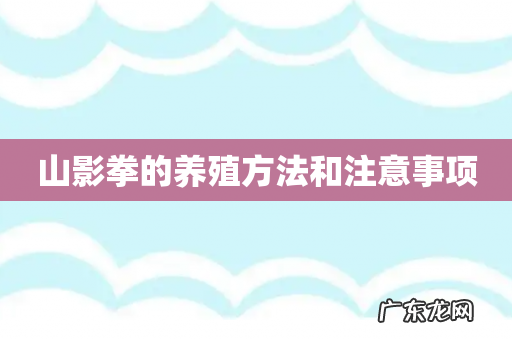 山影拳的养殖方法和注意事项