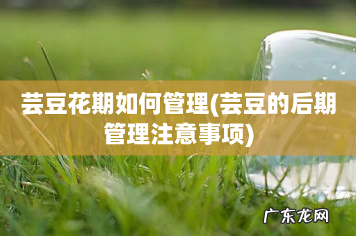 芸豆的后期管理注意事项 芸豆花期如何管理