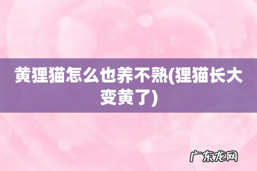 狸猫长大变黄了 黄狸猫怎么也养不熟
