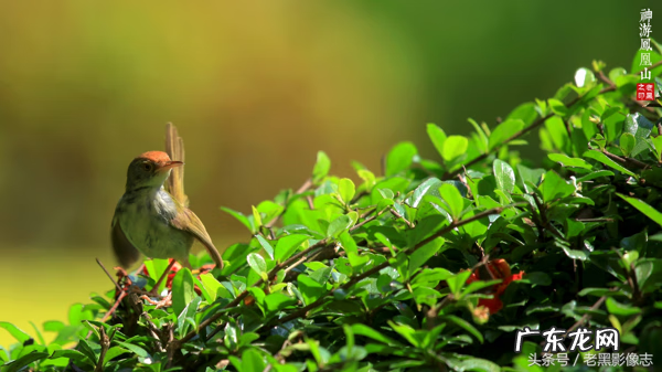 孙康盛峦山风水视频 凤凰山康居风水