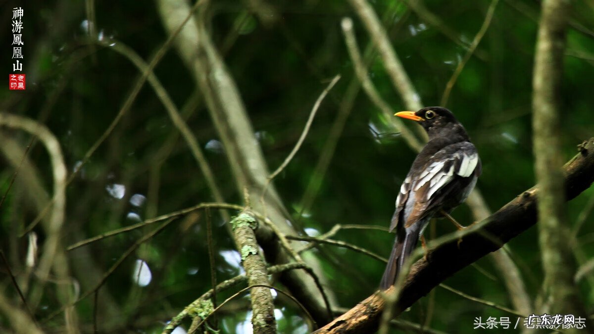 孙康盛峦山风水视频 凤凰山康居风水