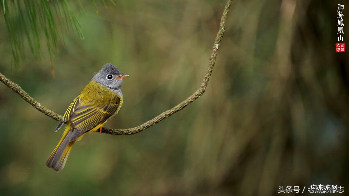 孙康盛峦山风水视频 凤凰山康居风水