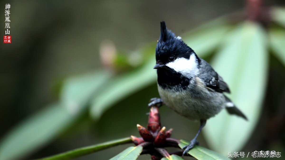 孙康盛峦山风水视频 凤凰山康居风水