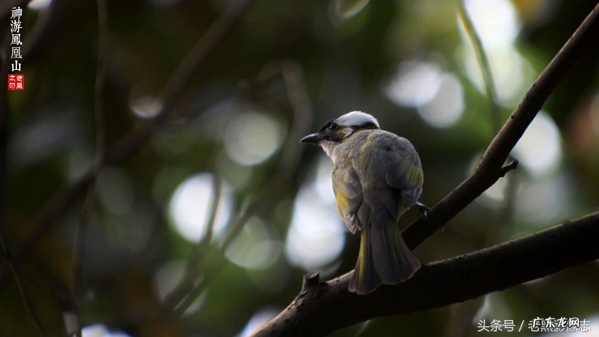 孙康盛峦山风水视频 凤凰山康居风水