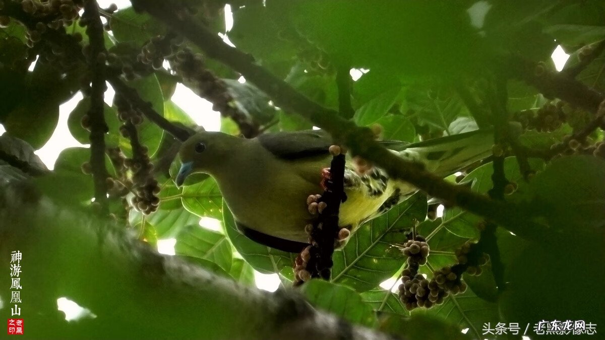 孙康盛峦山风水视频 凤凰山康居风水