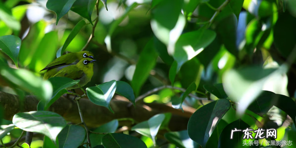 孙康盛峦山风水视频 凤凰山康居风水