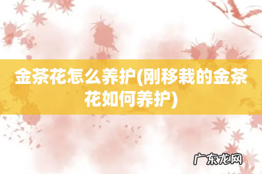 刚移栽的金茶花如何养护 金茶花怎么养护