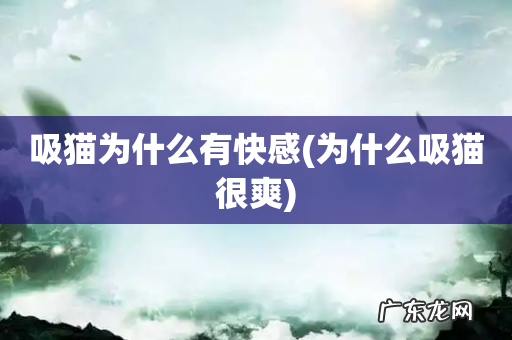 为什么吸猫很爽 吸猫为什么有快感