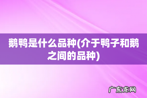 介于鸭子和鹅之间的品种 鹅鸭是什么品种