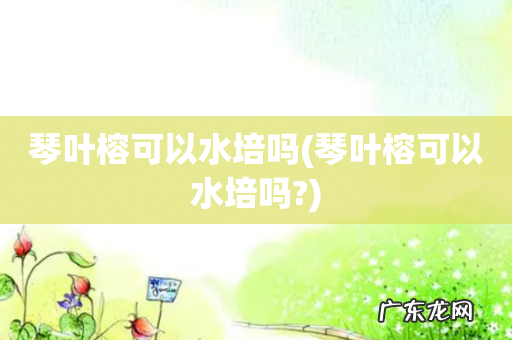 琴叶榕可以水培吗? 琴叶榕可以水培吗