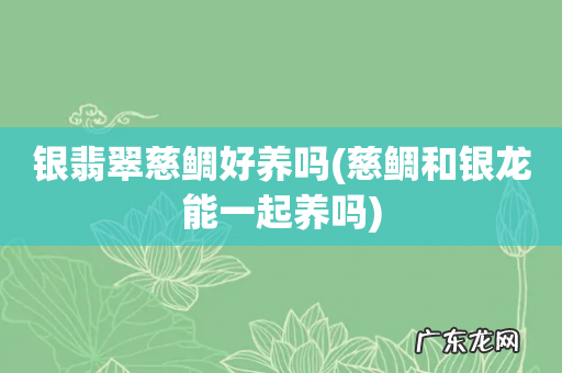 慈鲷和银龙能一起养吗 银翡翠慈鲷好养吗