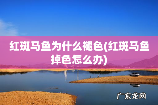 红斑马鱼掉色怎么办 红斑马鱼为什么褪色