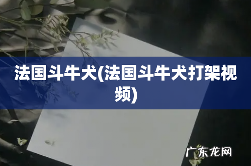 法国斗牛犬打架视频 法国斗牛犬