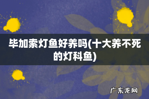 十大养不死的灯科鱼 毕加索灯鱼好养吗