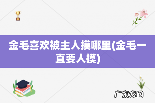 金毛一直要人摸 金毛喜欢被主人摸哪里