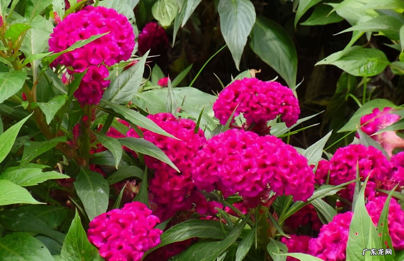 阴宅五色土风水的说法 什么花对土质要求不高