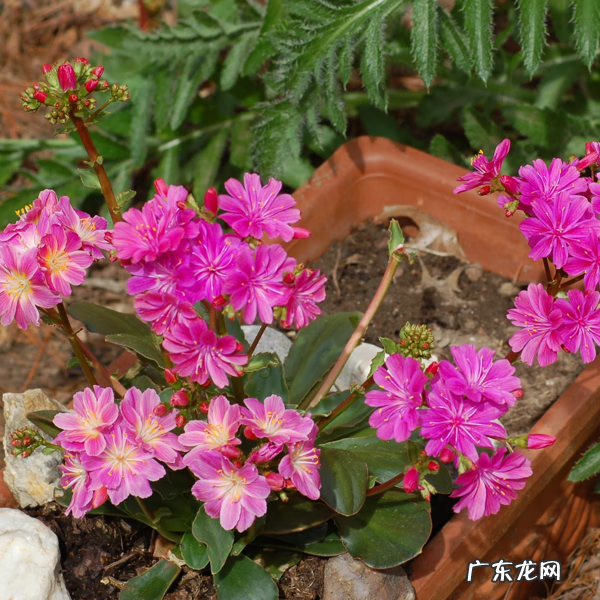 阴宅五色土风水的说法 什么花对土质要求不高