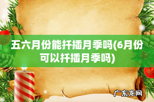6月份可以扦插月季吗 五六月份能扦插月季吗