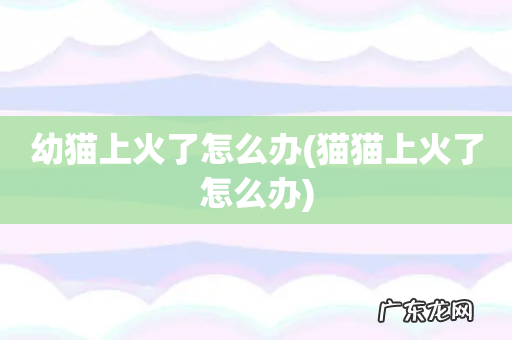 猫猫上火了怎么办 幼猫上火了怎么办