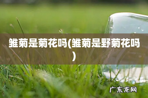 雏菊是野菊花吗 雏菊是菊花吗