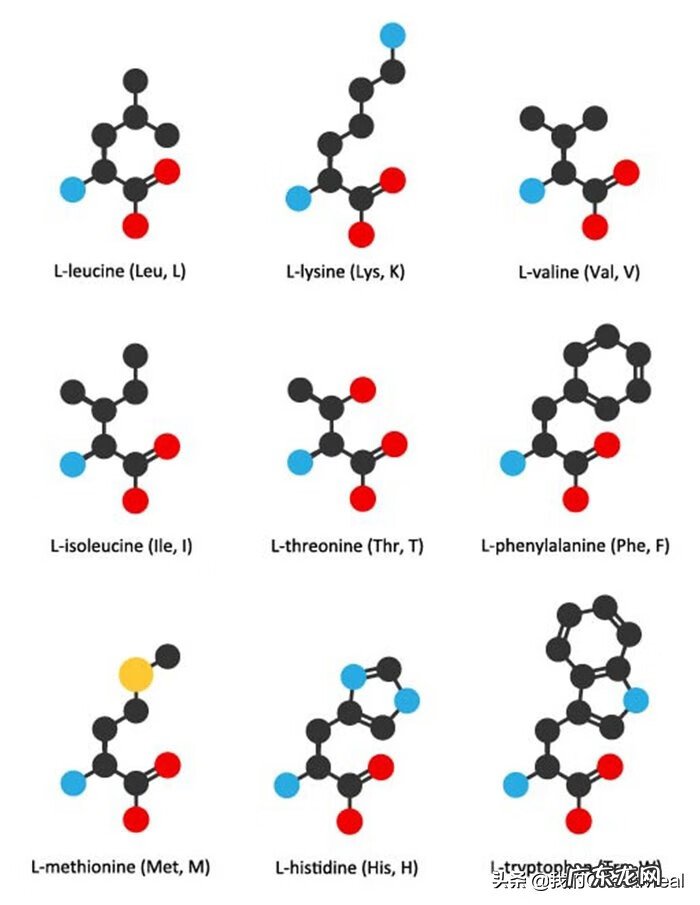 蛋白质具有什么功能 蛋白质