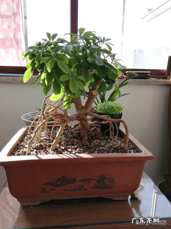 鸭掌树怎么修剪才好看木 怎样破风水树鸭撑