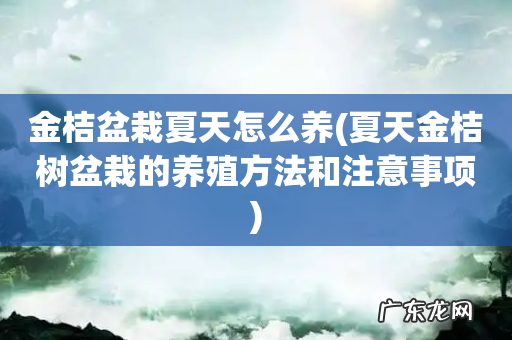 夏天金桔树盆栽的养殖方法和注意事项 金桔盆栽夏天怎么养