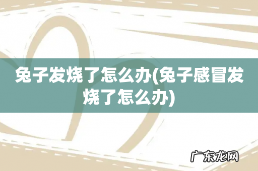 兔子感冒发烧了怎么办 兔子发烧了怎么办