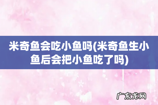 米奇鱼生小鱼后会把小鱼吃了吗 米奇鱼会吃小鱼吗