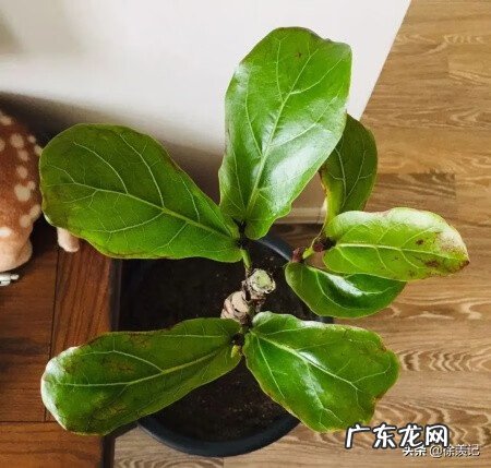 种子发芽后长得慢 什么树发芽快