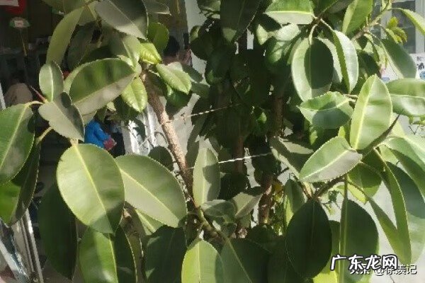 种子发芽后长得慢 什么树发芽快