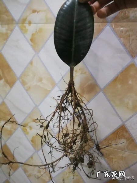 种子发芽后长得慢 什么树发芽快