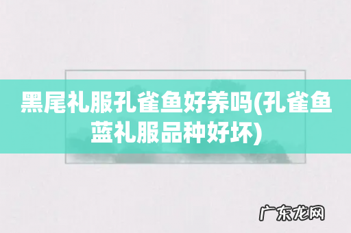 孔雀鱼蓝礼服品种好坏 黑尾礼服孔雀鱼好养吗