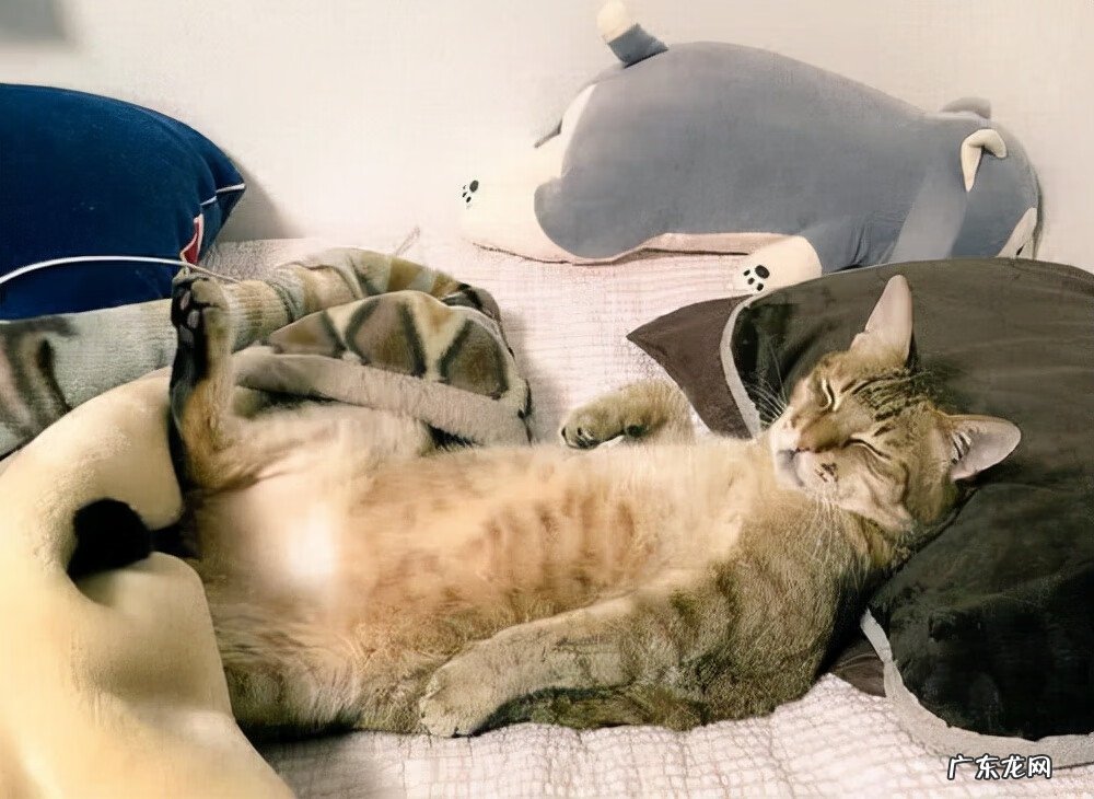 猫睡枕头边有什么危害 猫靠枕头睡