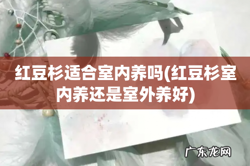 红豆杉室内养还是室外养好 红豆杉适合室内养吗