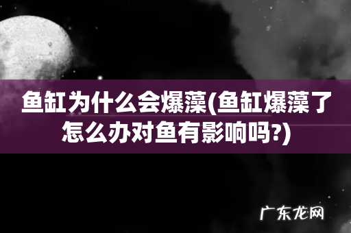 鱼缸爆藻了怎么办对鱼有影响吗? 鱼缸为什么会爆藻