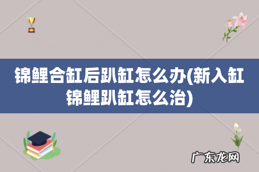 新入缸锦鲤趴缸怎么治 锦鲤合缸后趴缸怎么办