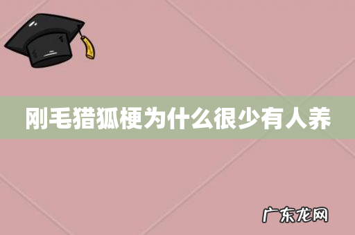 刚毛猎狐梗为什么很少有人养
