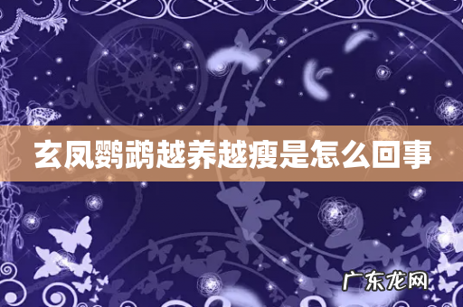 玄凤鹦鹉越养越瘦是怎么回事