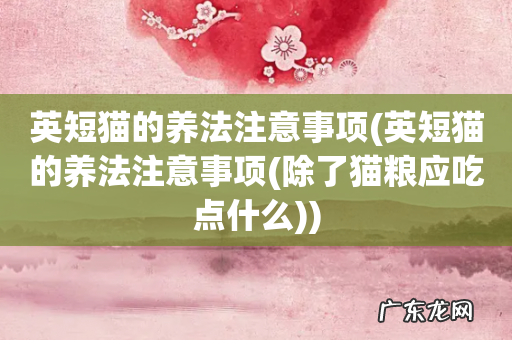 英短猫的养法注意事项(除了猫粮应吃点什么 英短猫的养法注意事项)