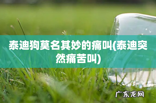 泰迪突然痛苦叫 泰迪狗莫名其妙的痛叫