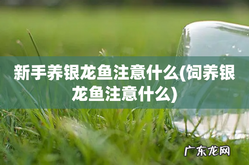 饲养银龙鱼注意什么 新手养银龙鱼注意什么