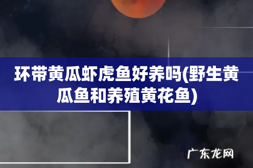 野生黄瓜鱼和养殖黄花鱼 环带黄瓜虾虎鱼好养吗
